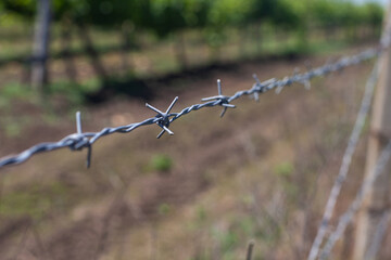 Close-up perspective of a barbed wire fence with sharp barbs, defining the border of a vineyard,...