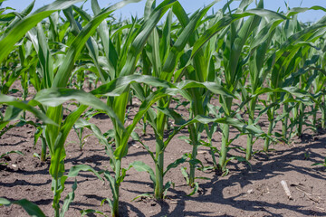 Young vibrant green corn plants thrive in neat rows under the bright sun, signifying healthy agricultural growth and promising harvest