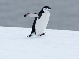 Fototapeta premium Closeup of a chinstrap penguin on its arduous uphill walk on the snow back to its rookery, Orne Harbor, Graham Land, Antarctic Peninsula. Antarctica