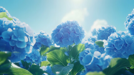 綺麗なあじさいの青い背景
