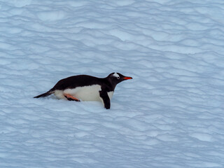 Closeup of a gentoo penguin sliding on the snow, Orne Harbor, Graham Land, Antarctic Peninsula. Antarctica