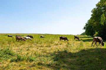 India krisna valley Holi colour festival