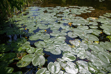 08.06.2025. Somogyvamos, Hungary. Krisna volley and the tradional Holi colours festival in Hungary