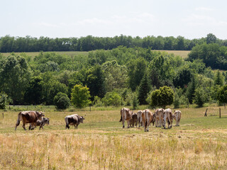 cows grazing in a meadow, cow, bull, bulls in the farm in the nature countryside