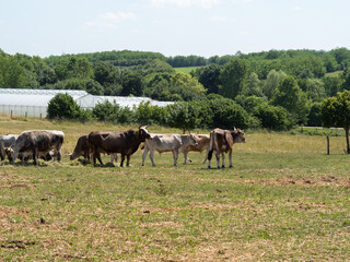 cows grazing in a meadow, cow, bull, bulls in the farm in the nature countryside