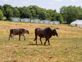 cows grazing in a meadow, cow, bull, bulls in the farm in the nature countryside
