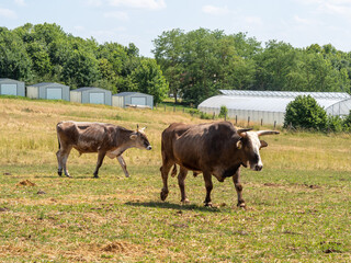 cows grazing in a meadow, cow, bull, bulls in the farm in the nature countryside