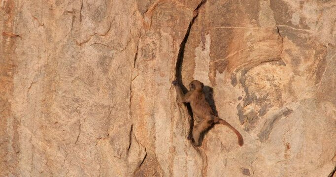 Wide of juvenile Olive Baboon (Papio anubis) climbing a red rock crevice in morning in Kenya