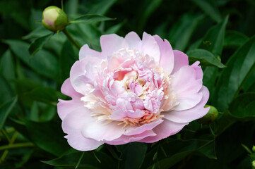 Beautiful fresh delicate pink peony flowers in full bloom in the garden. Summer natural flowery background