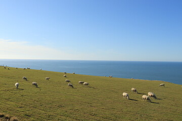 Wales coastline and sheep in the summertime