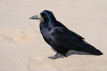 Close-up of a rook bird