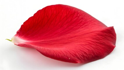 Close Up of a Single Red Rose Petal