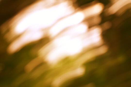 Ethereal sun streaks through the foliage, blurred dreamy golden atmosphere