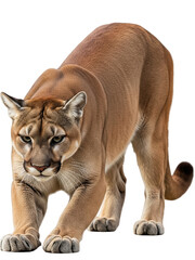 Obraz premium a cougar (mountain lion) in a stalking pose, beige-tan smooth coat and focused expression, fully visible in frame, isolated on a transparent background
