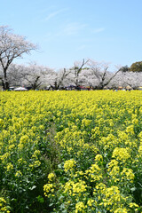 西都原古墳群の春