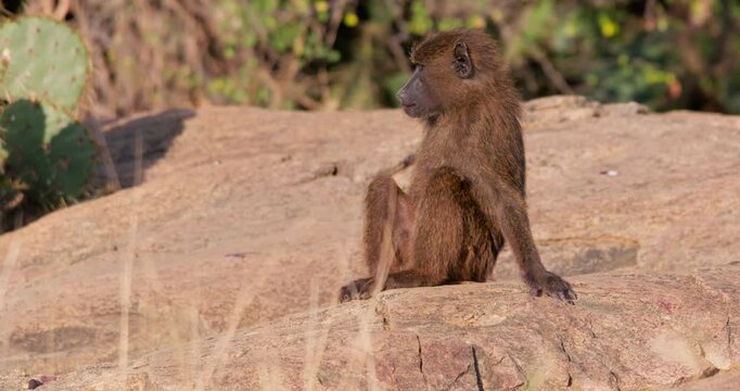 Wide of juvenile Olive Baboon (Papio anubis) resting rock scratching looking towards camera and walks away in morning in Kenya