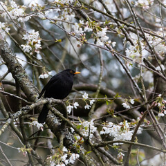 Black bird on a tree with white flowers with yellow beak 