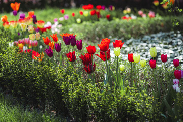 Bright spring and summer flowers of various saturated colors bloom in Sopot city park in Poland, Europe. Colorful tulips on a summer day