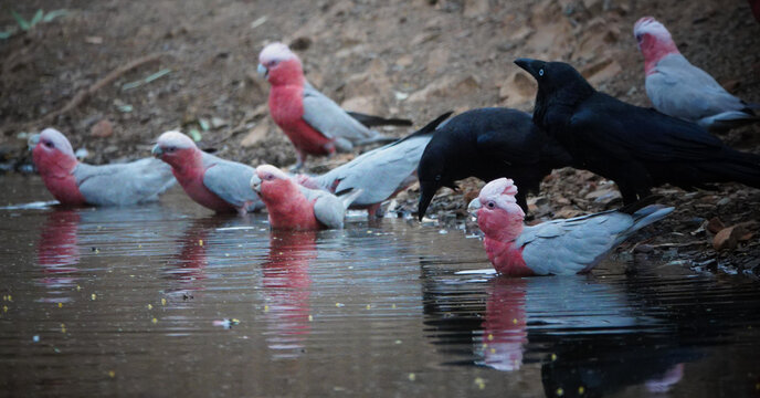 Australian Raven & Galah