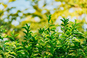 Background of green lemon leaves outdoors. Indian lemon leaves outdoors, Background
