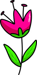 pink tulip flower illustration 