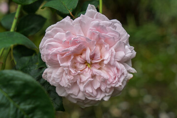 Fototapeta premium Detail of pink and white flower or rose on green leaves in blurred background