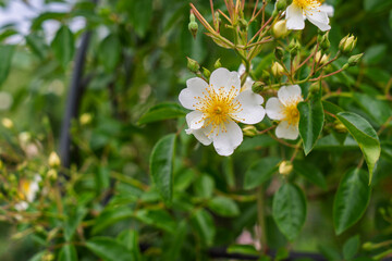 Detail of white flower or rose or rosa alba on green leaves in blurred background