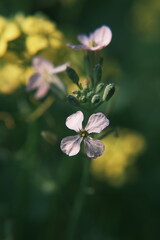 white flower in the garden