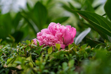 Detail of pink peony flower or rose on green leaves in blurred background