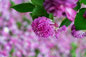 Fototapeta premium close up of a pink rose in front of a blurred background with many pink petals on the ground and green leaves