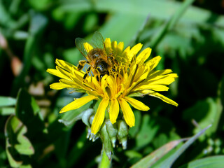 bee on yellow dandelion flowers. bee collects nectar from yellow dandelion flower