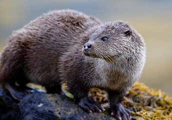 Eurasian Otter