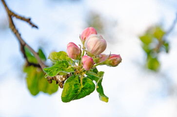 Blossoming branch of an apple tree, on a blurred background. Blossoming apple tree, close-up. blossoming of a fruit tree in spring. Background with apple blossom