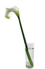 vaso con fiori ,calle