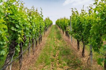 Vineyard located by the river Neckar near Stuttgart in Baden Württemberg Germany