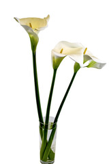 vaso con fiori ,calle