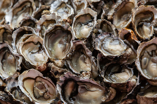 Fresh opened oysters