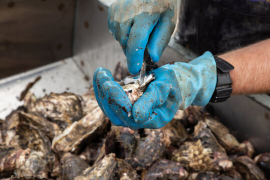 An oyster being opened by hand