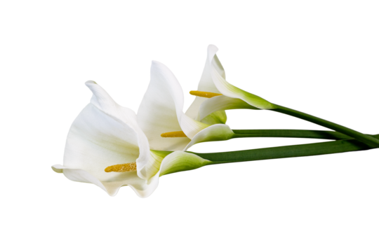 vaso con fiori ,calle