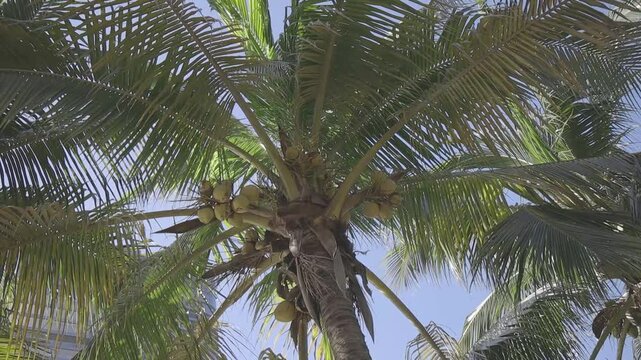 shot of coconut palm trees with blue sky, canon eos R c-log color 8bits 