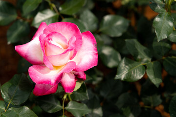 Bloom pink white rose with green leave in the garden