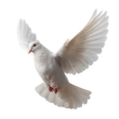 Obraz premium A beautiful white dove in mid-flight, showcasing its elegant wings against a bright white background.
