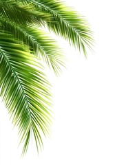 Naklejka premium Tropical leaves frame tropical green leaf.