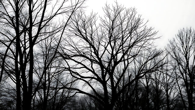 The silhouettes of winter trees are set featuring a naked and bare tree with dead and dry branches d - Powered by Adobe