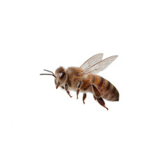 A close-up of a honey bee, showcasing its intricate wings and fuzzy body details against a white isolated background.