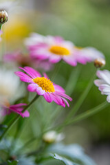 Argyranthemum, marguerite daisy, marguerite, Paris daisy, Canary Island daisy bloom in a garden during springtime hours, showcasing vibrant petals and lush greenery