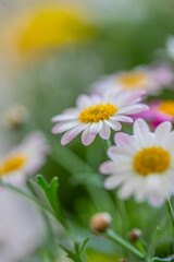 Fototapeta premium Colorful spring flowers bloom in a garden, showcasing vibrant petals and lush greenery during the day