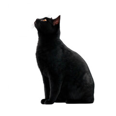 A curious black cat sitting gracefully, gazing upwards with alert eyes. The clean, white background emphasizes the cat's sleek silhouette and shiny fur.