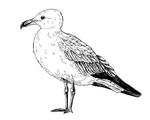 A seagull, common gull, mew, tern. The bird stands upright, facing left. Detailed black and white vector illustration. Hand drawn line art in sketch style. Isolated on white. For clipart packages