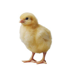 Obraz premium A cute yellow chick standing on a white isolated background, showcasing its fluffy feathers and adorable features, perfect for nature-related themes and animal lovers.